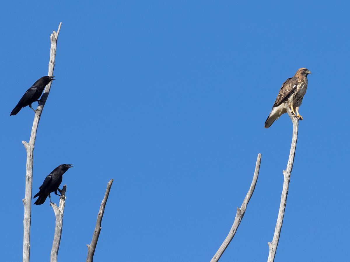 Crows Mobbing Red-Tailed Hawk