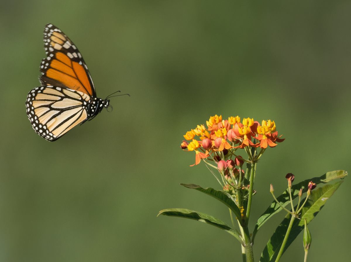 Monarch and Tropical Milkweed