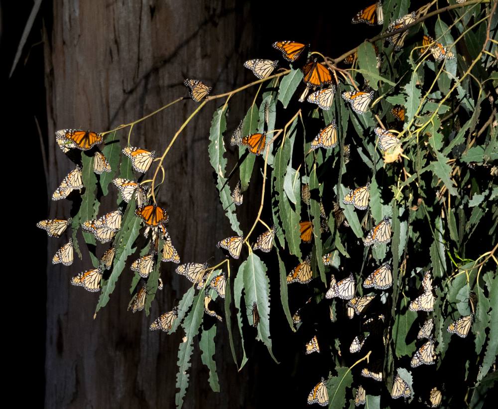 Monarch Cluster on Eucalyptus