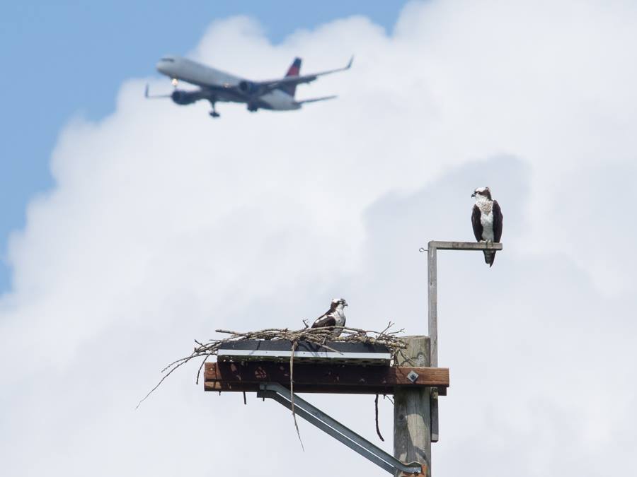 Ospreys and Airplanes