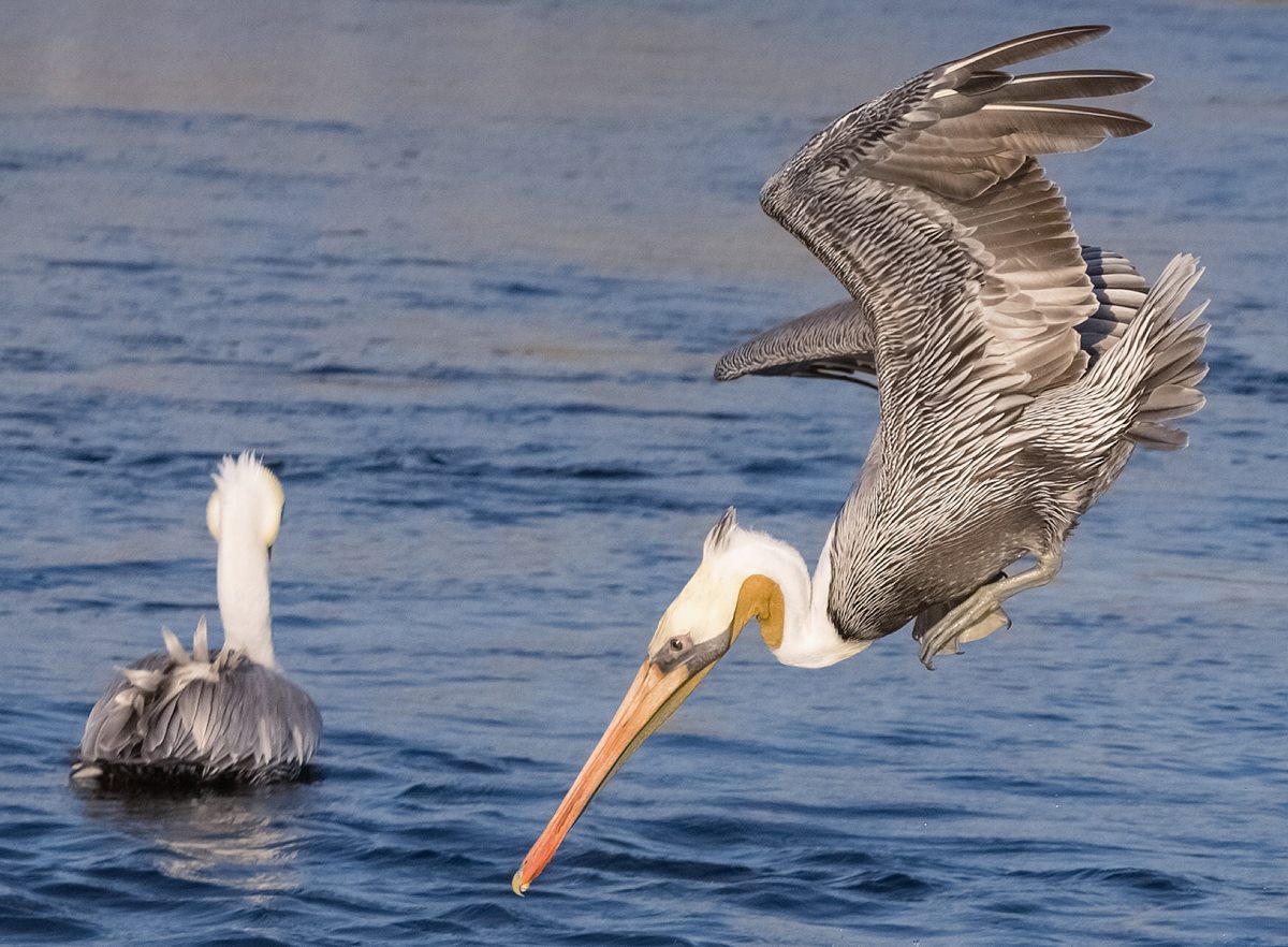 Brown Pelican Diving