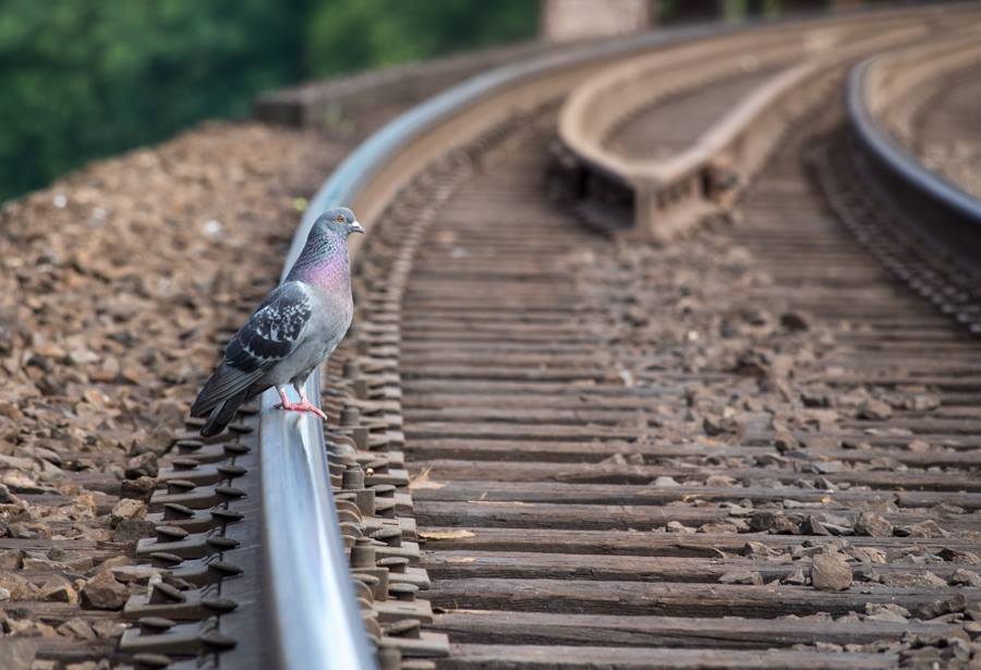 Pigeon on Train Tracks