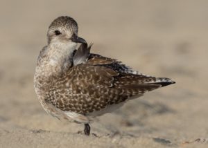 Black-Bellied Plover Preening