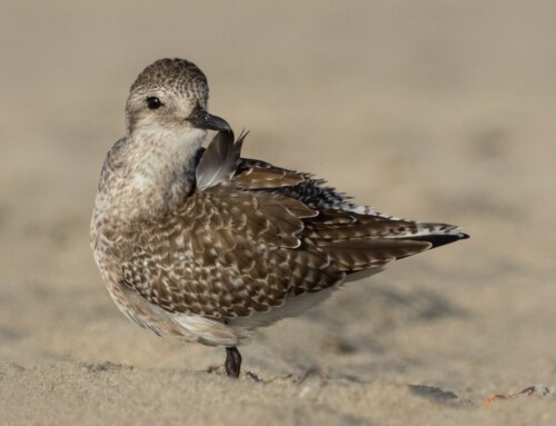 Plovers