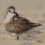 Black-Bellied Plover Preening