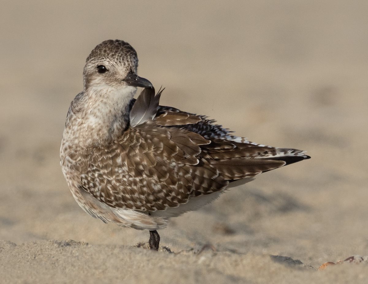 Black-Bellied Plover Preening