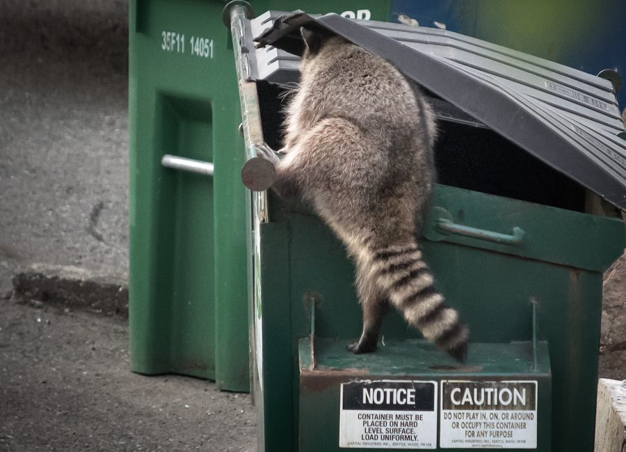 Raccoon in Dumpster