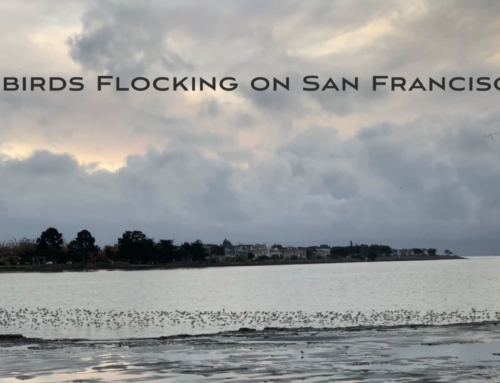 Shorebirds Flocking on San Francisco Bay (video)