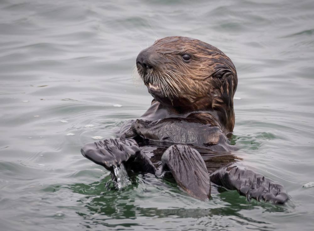 Southern Sea Otter