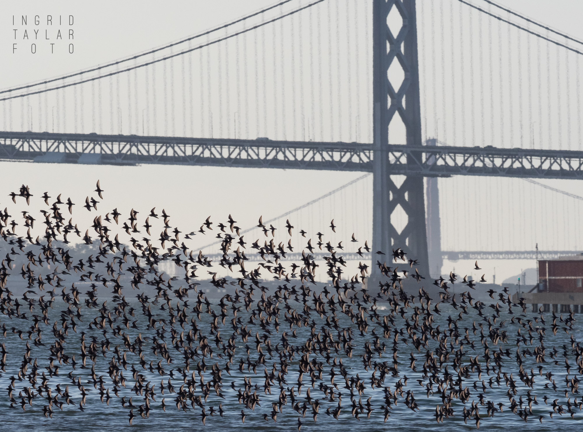 Shorebirds Flying Across San Francisco Bay