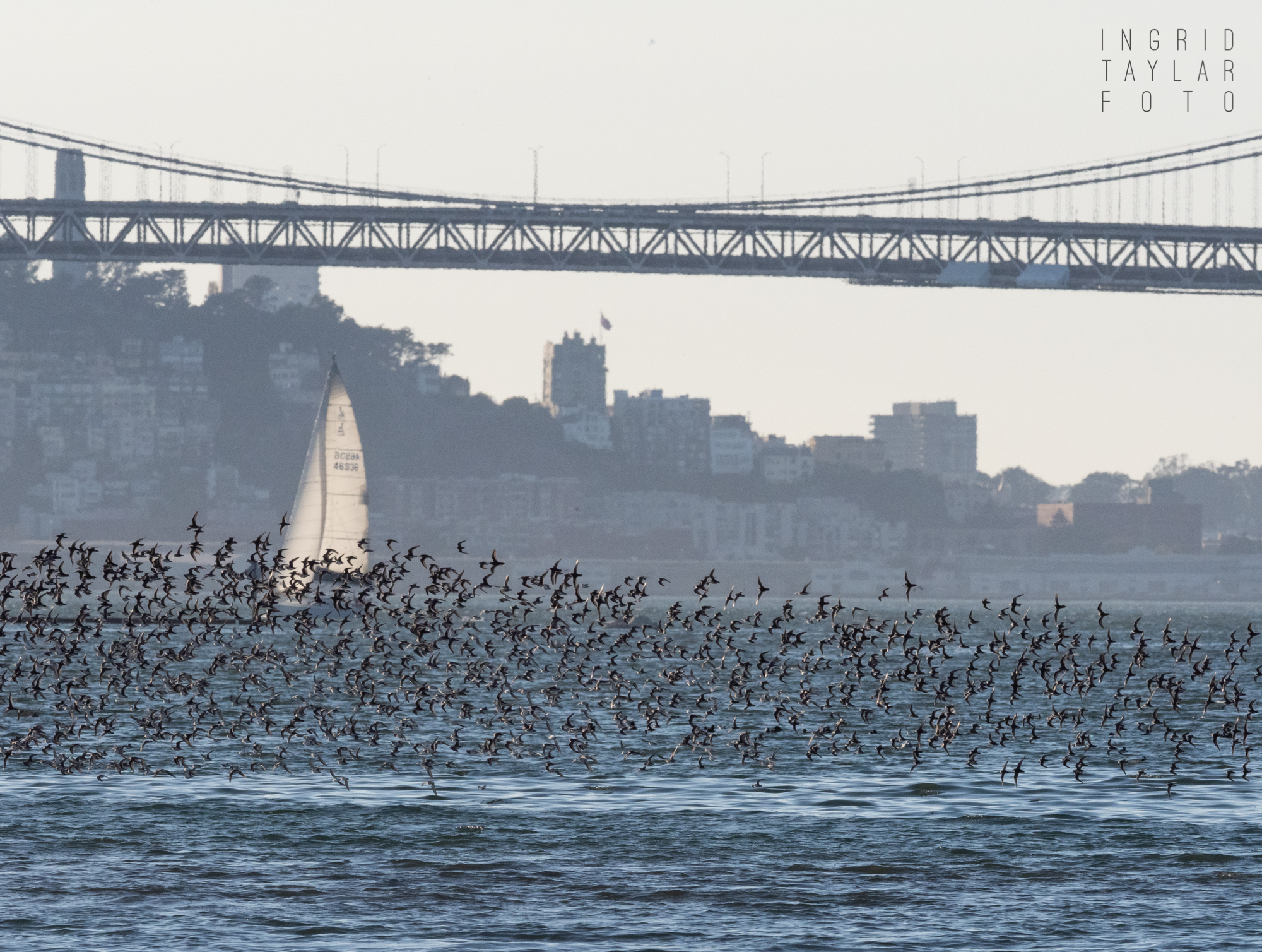 Shorebirds Flying Across San Francisco Bay