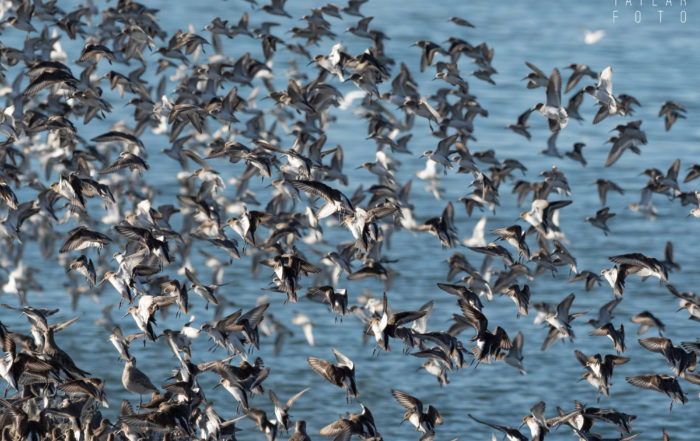 Shorebirds on San Francisco Bay