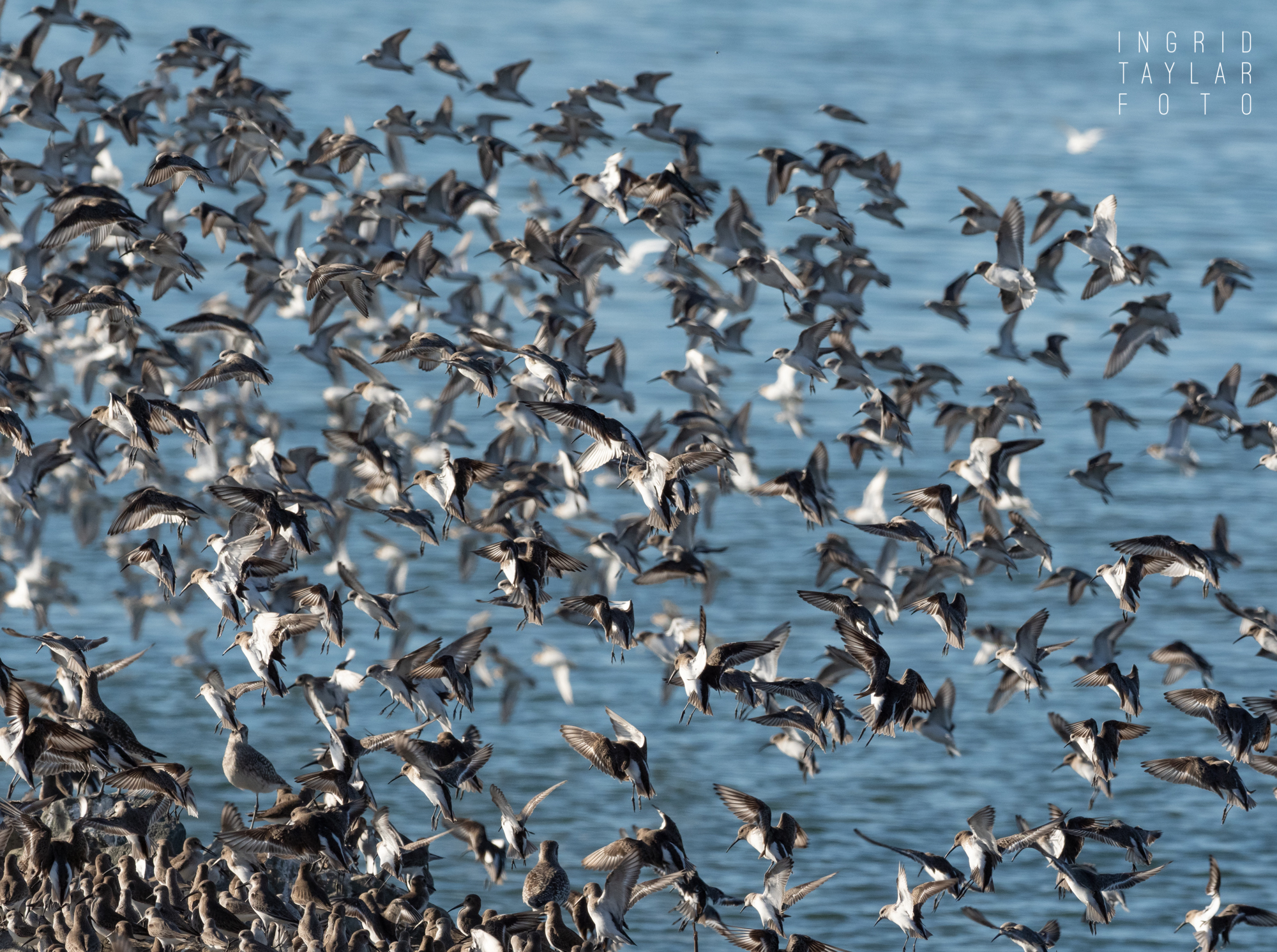 Shorebirds on San Francisco Bay