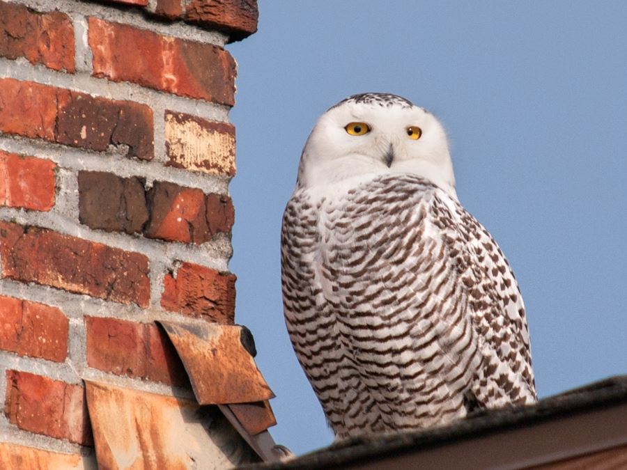 Snowy Owl on Seattle Rooftop and Chimney