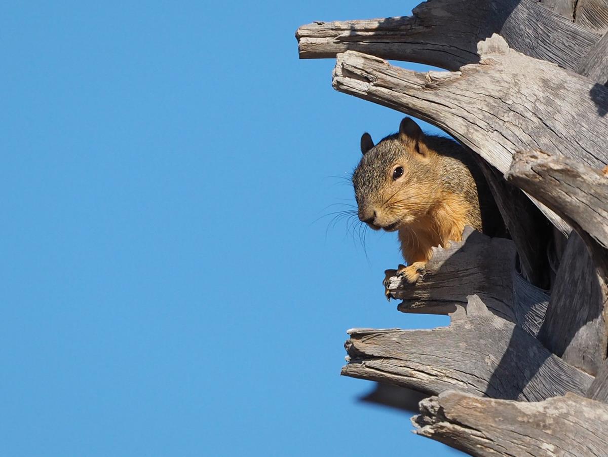 Squirrel in Palm Tree