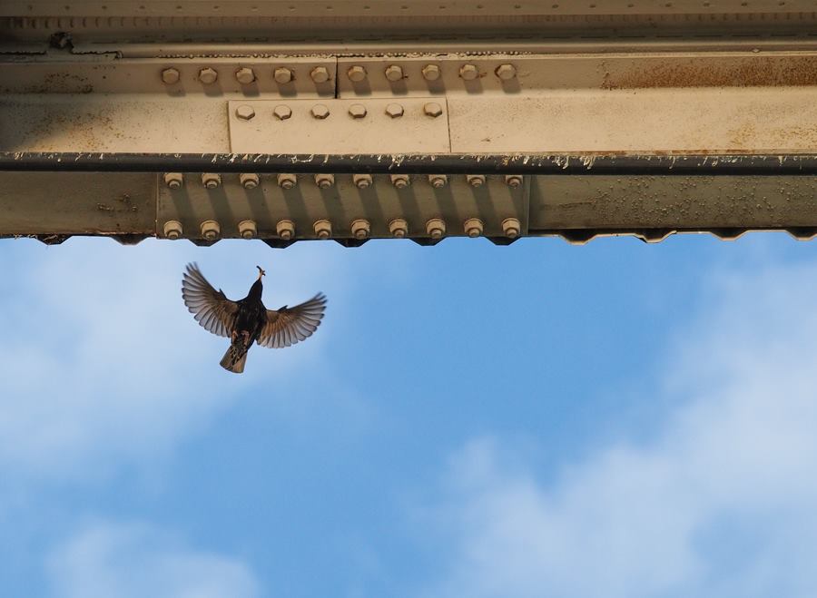 Starlings Nesting in Overpass