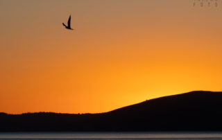 Tern Silhouette on San Francisco Bay Sunset