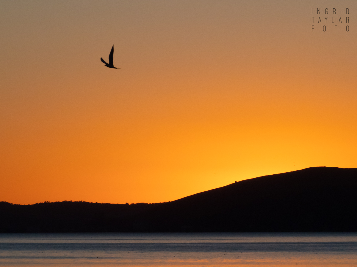 Tern Silhouette on San Francisco Bay Sunset