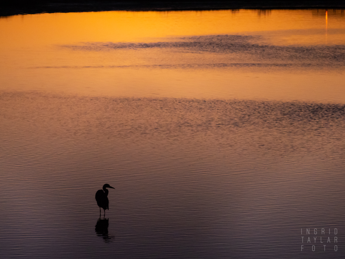 Great Blue Heron Silhouette on San Francisco Bay Sunset