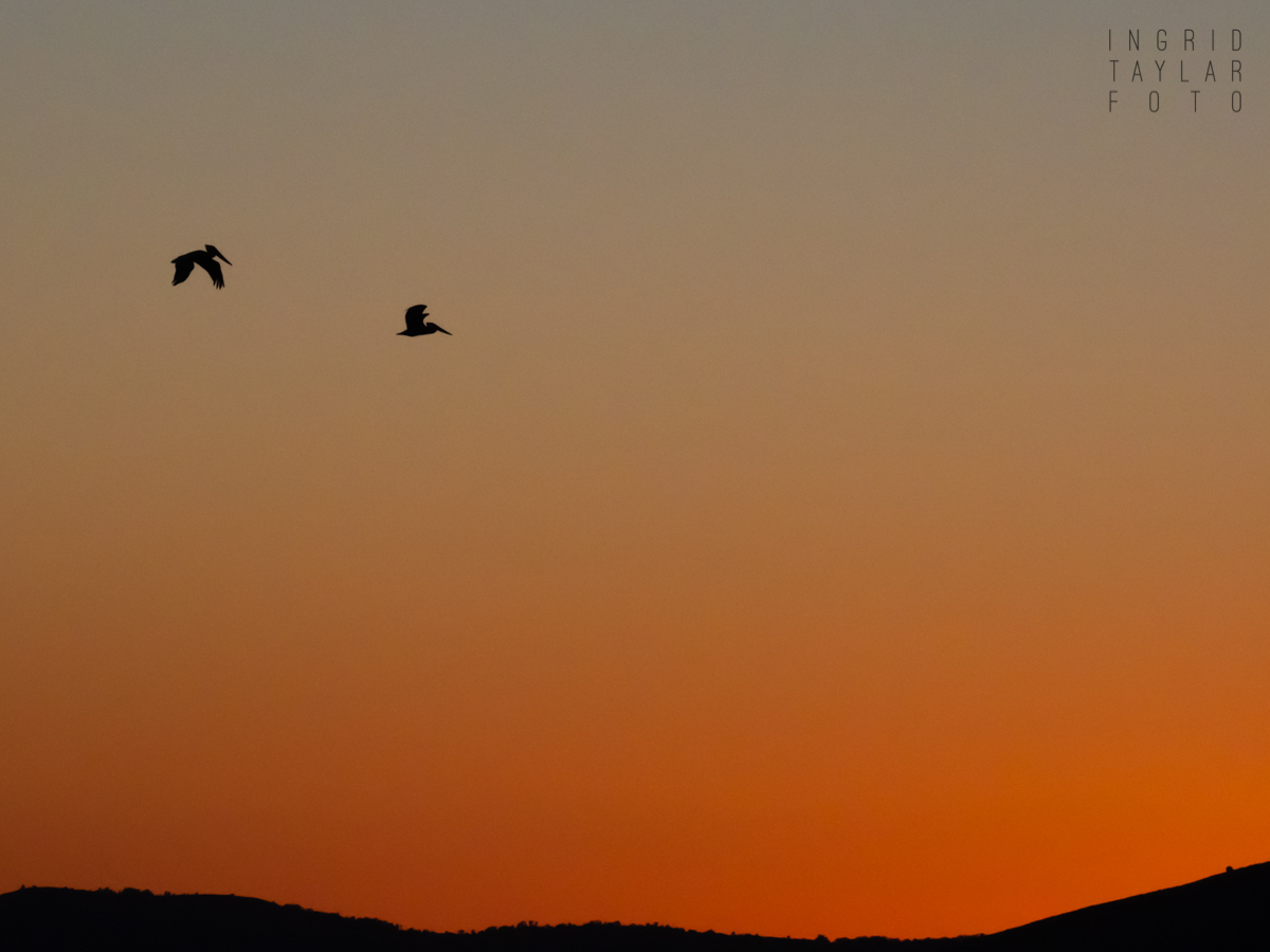 Brown Pelican Silhouettes on San Francisco Bay Sunset