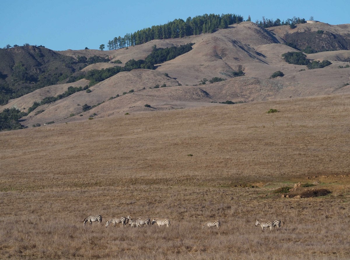 Zebras of San Simeon