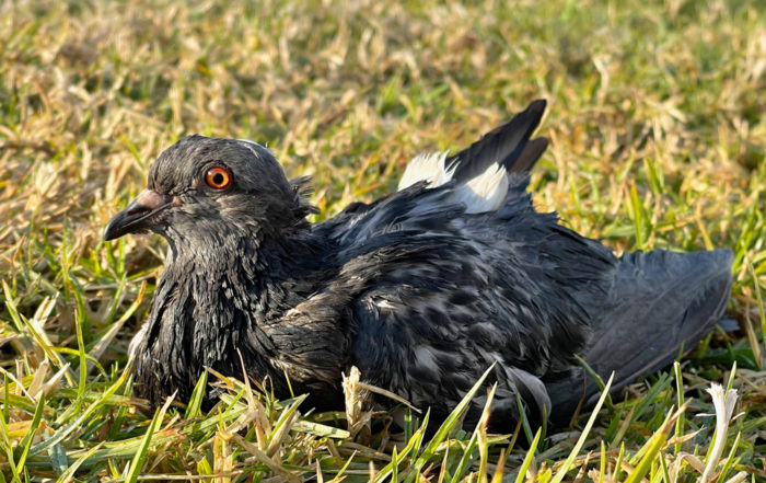 Injured Pigeon