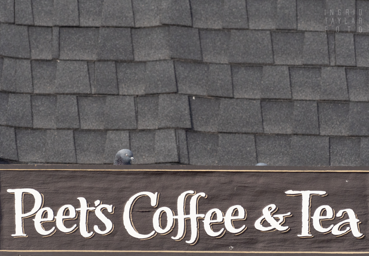 Pigeon on Peets Sign