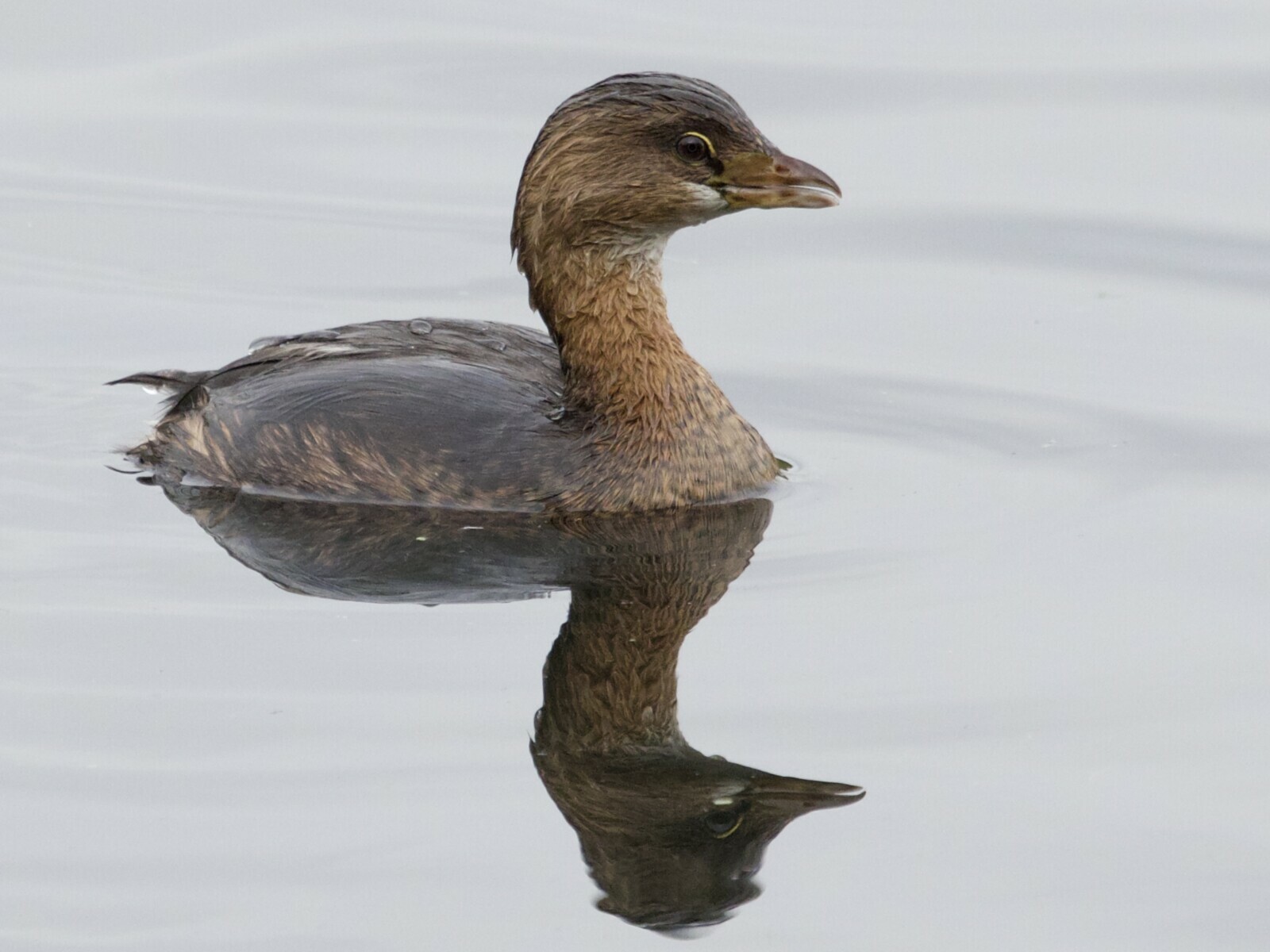 Pied-Billed Grebe at Union Bay Seattle