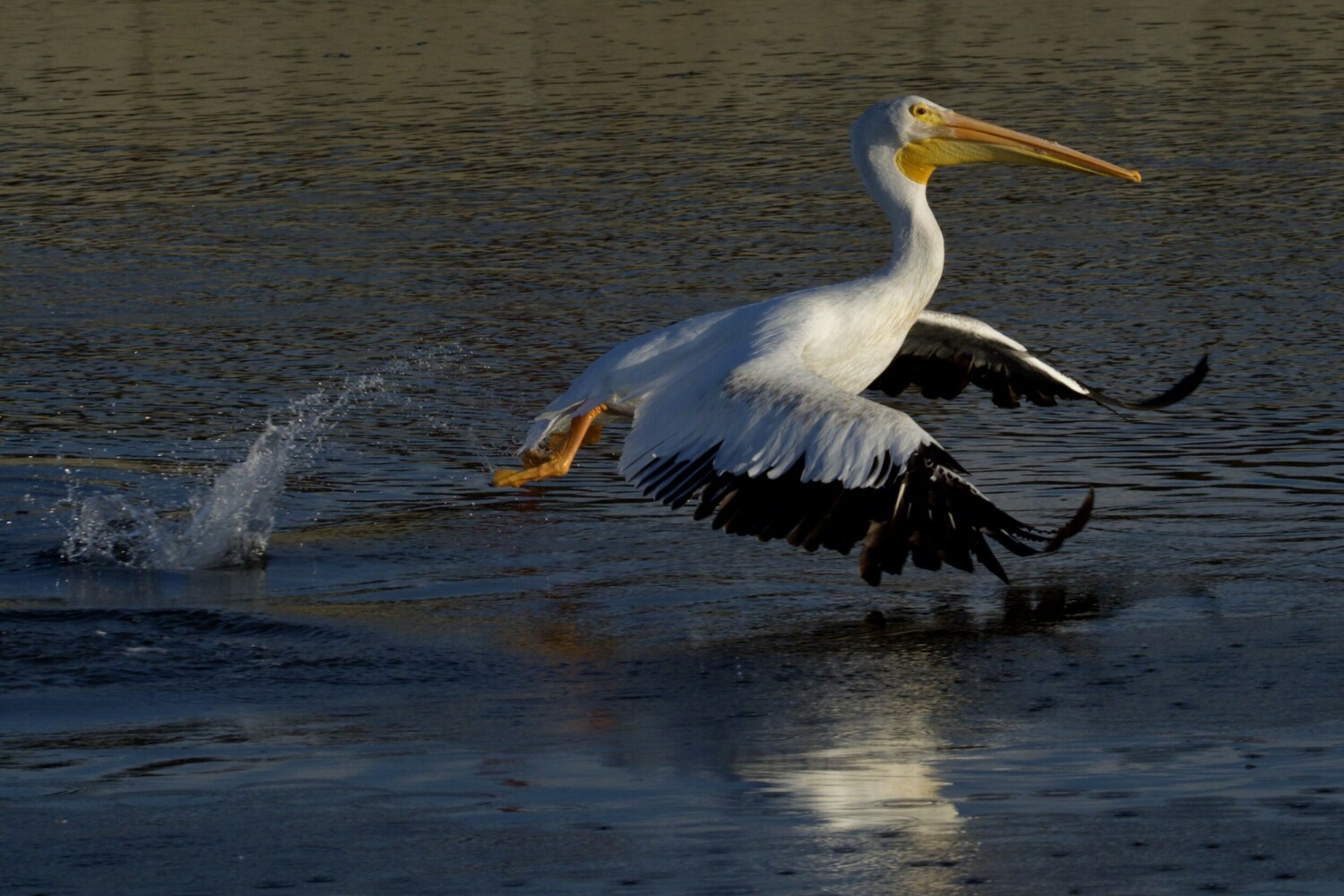 American White Pelican Taking Off at Crissy Marsh