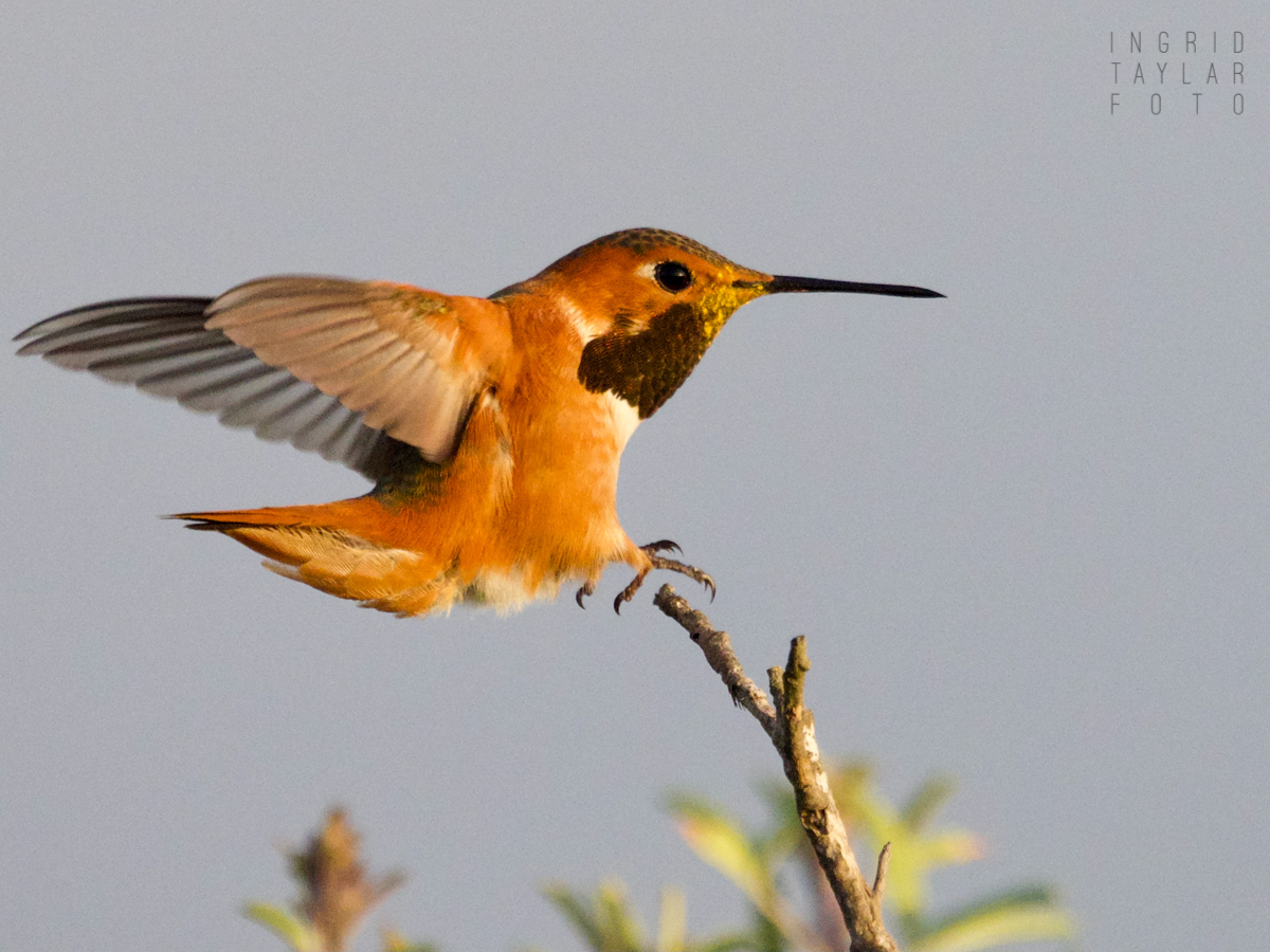 Rufous/Allen's Hummingbird Landing on Branch