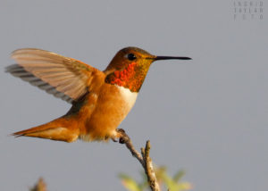 Allen's Hummingbird Perched on Branch