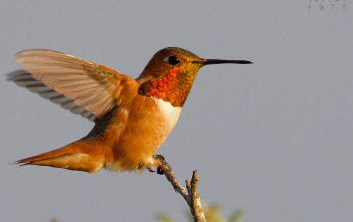 Rufous/Allen's Hummingbird Perched on Branch