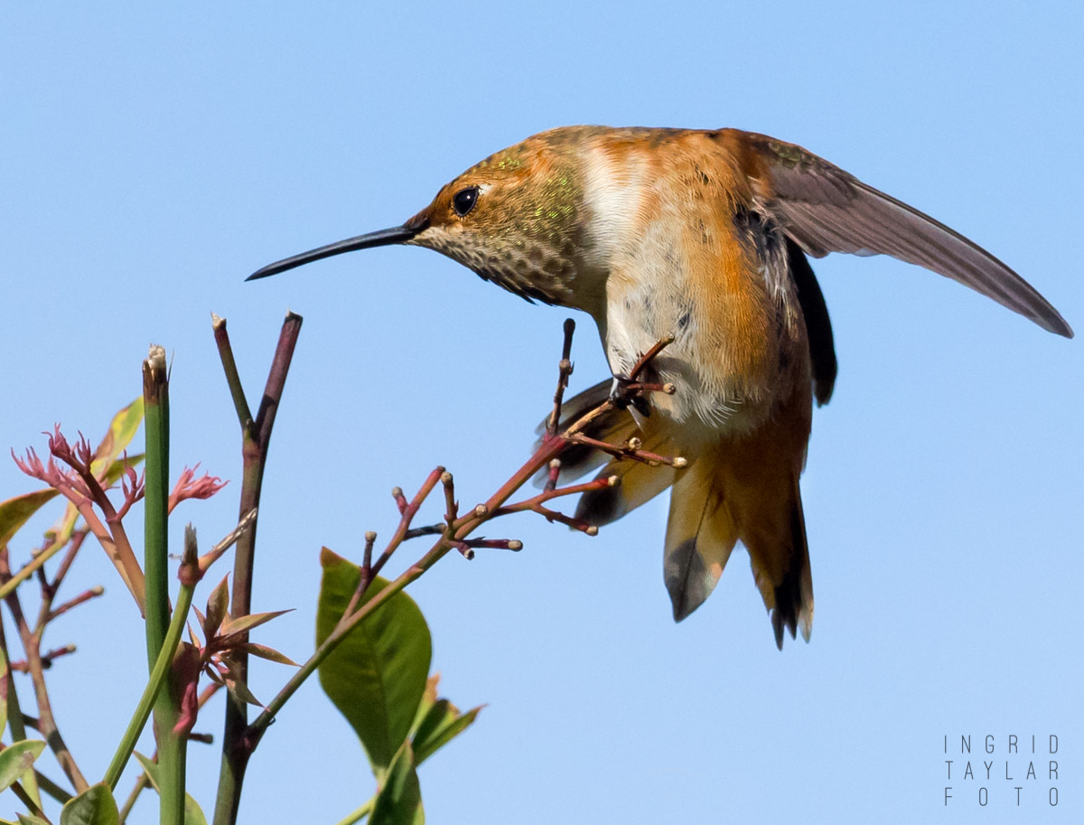 Rufous/Allen's Hummingbird Wing Stretch