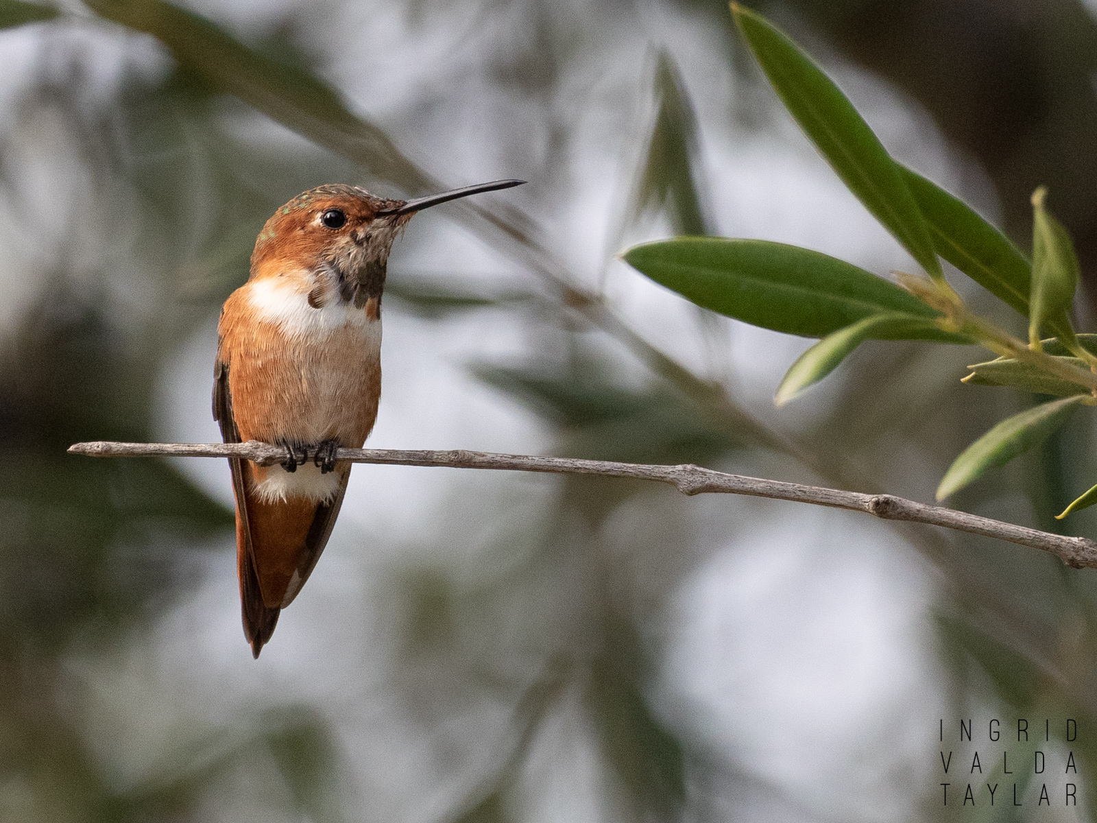 Allen's Hummingbird in Southern California