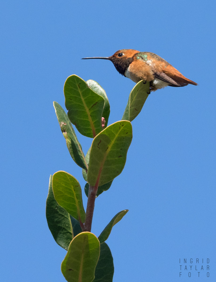 Rufous/Allen's Hummingbird on Plant Perch