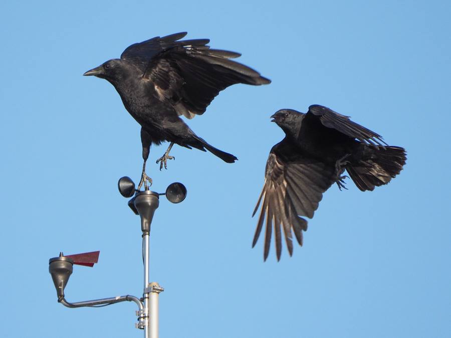 American Crows on Anometer