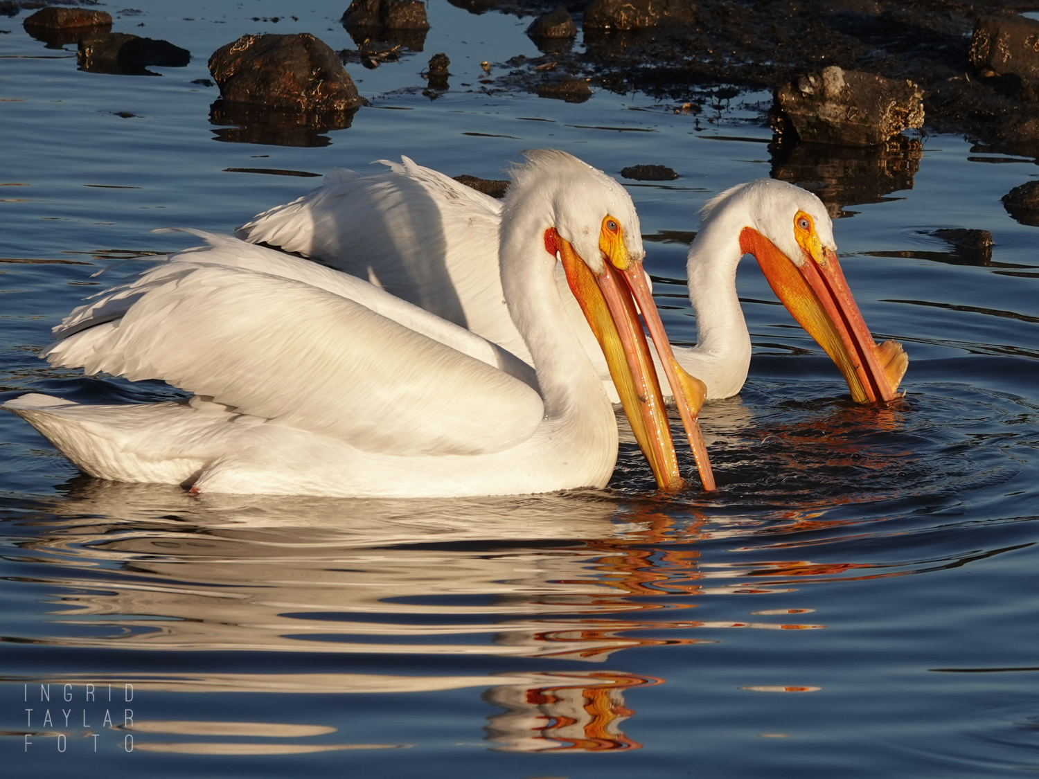 American White Pelican Pair Foraging