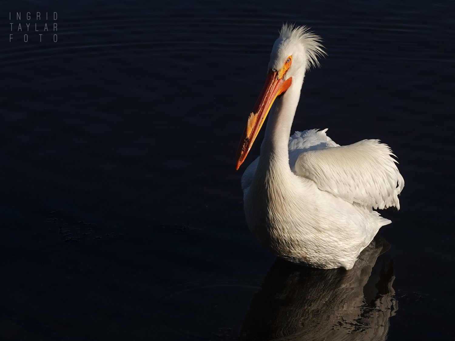 American White Pelican at Lake Merritt (Maybe Hank)