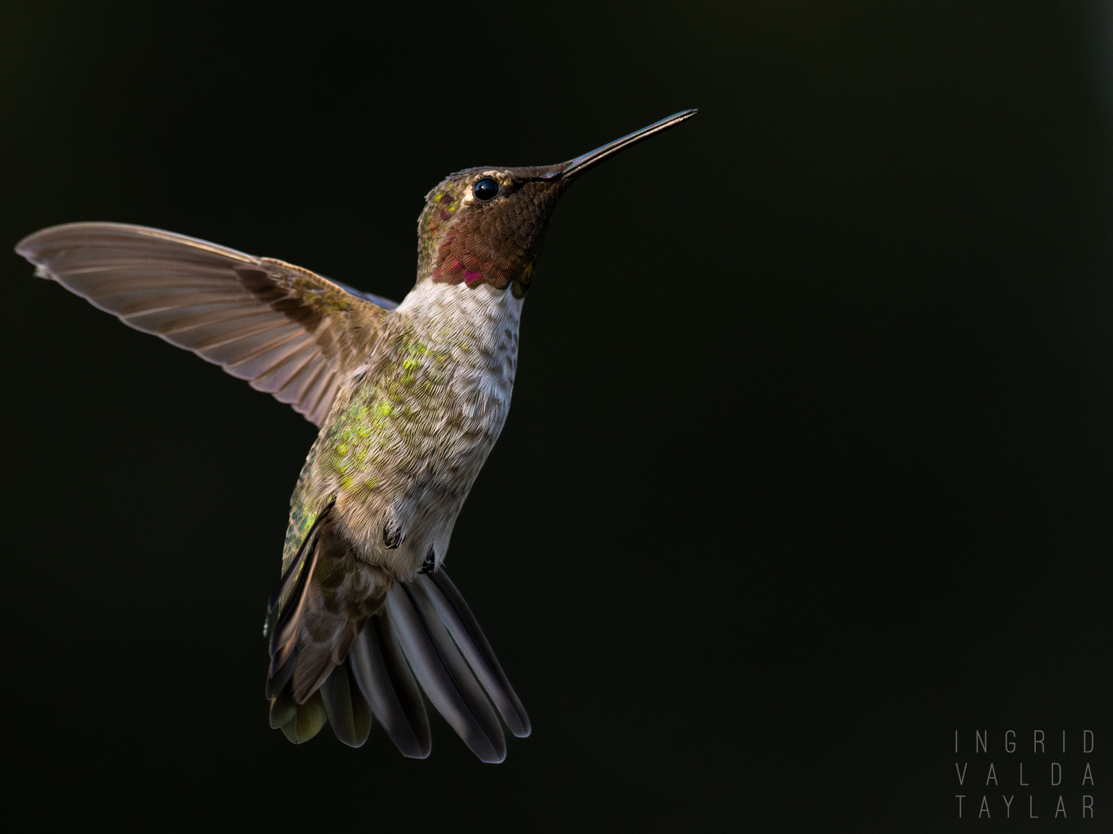 Anna's Hummingbird Hovering
