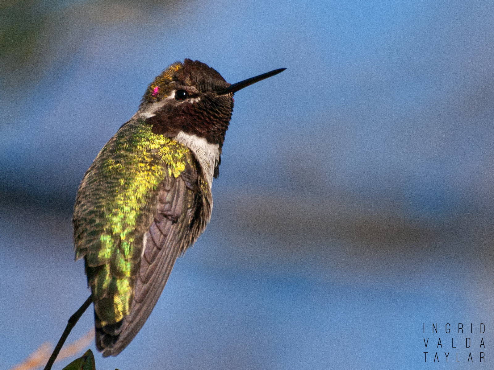 Anna's Hummingbird in Seattle Sun