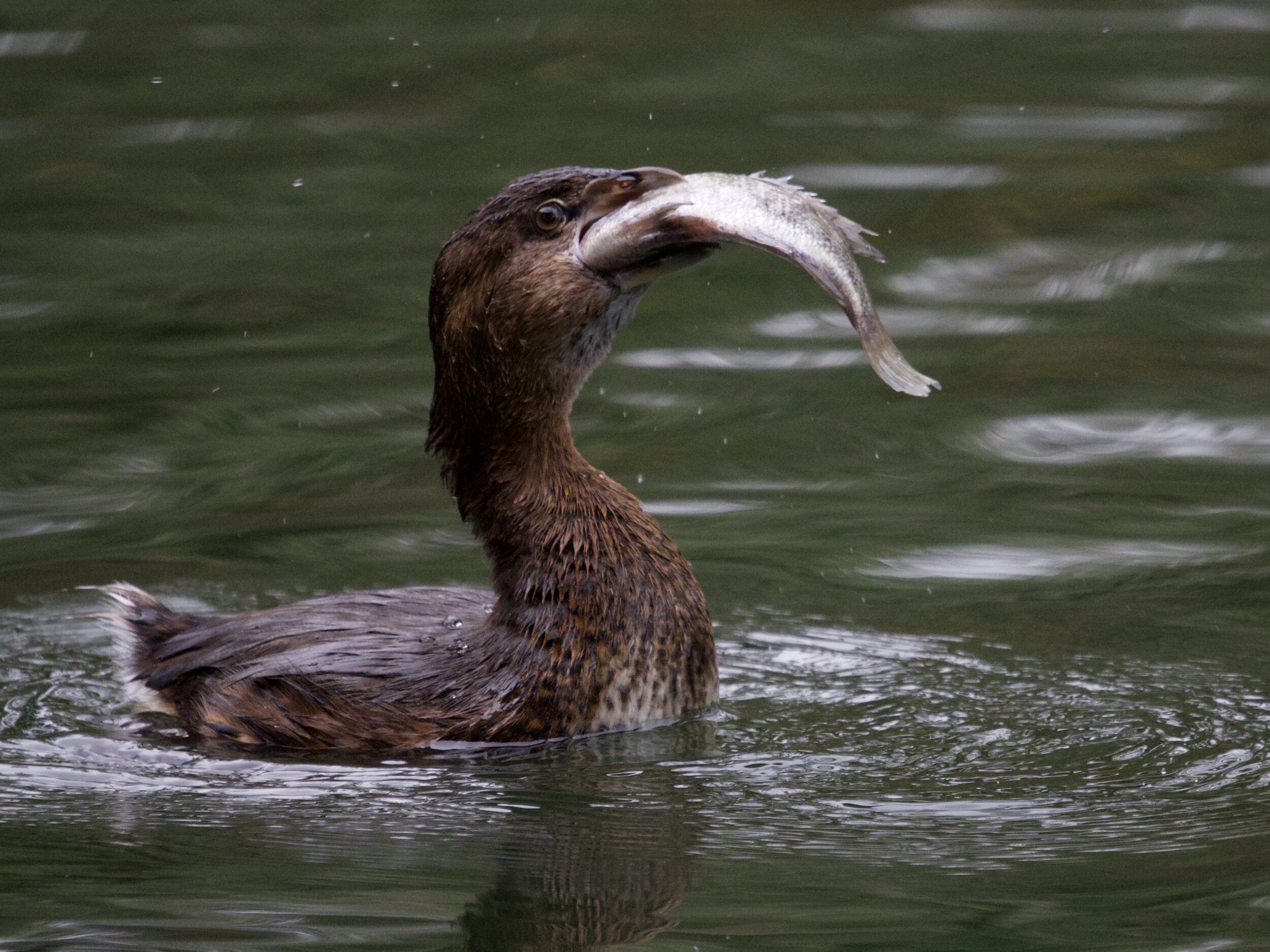 Pied-Billed Grebe with Large Fish