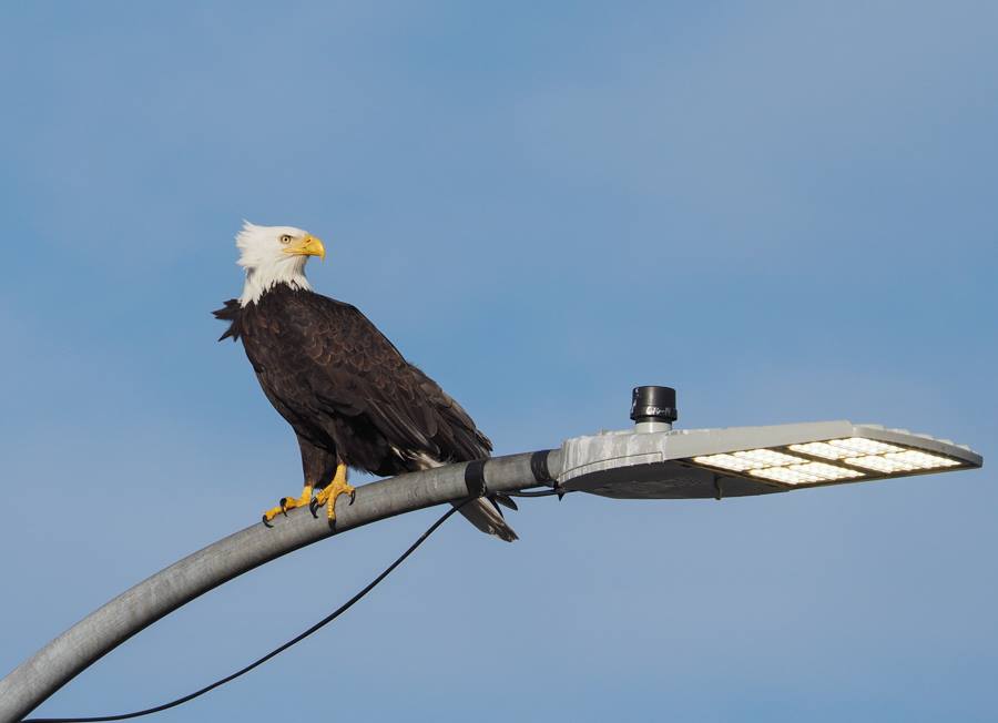 Bald Eagle on Light Pole