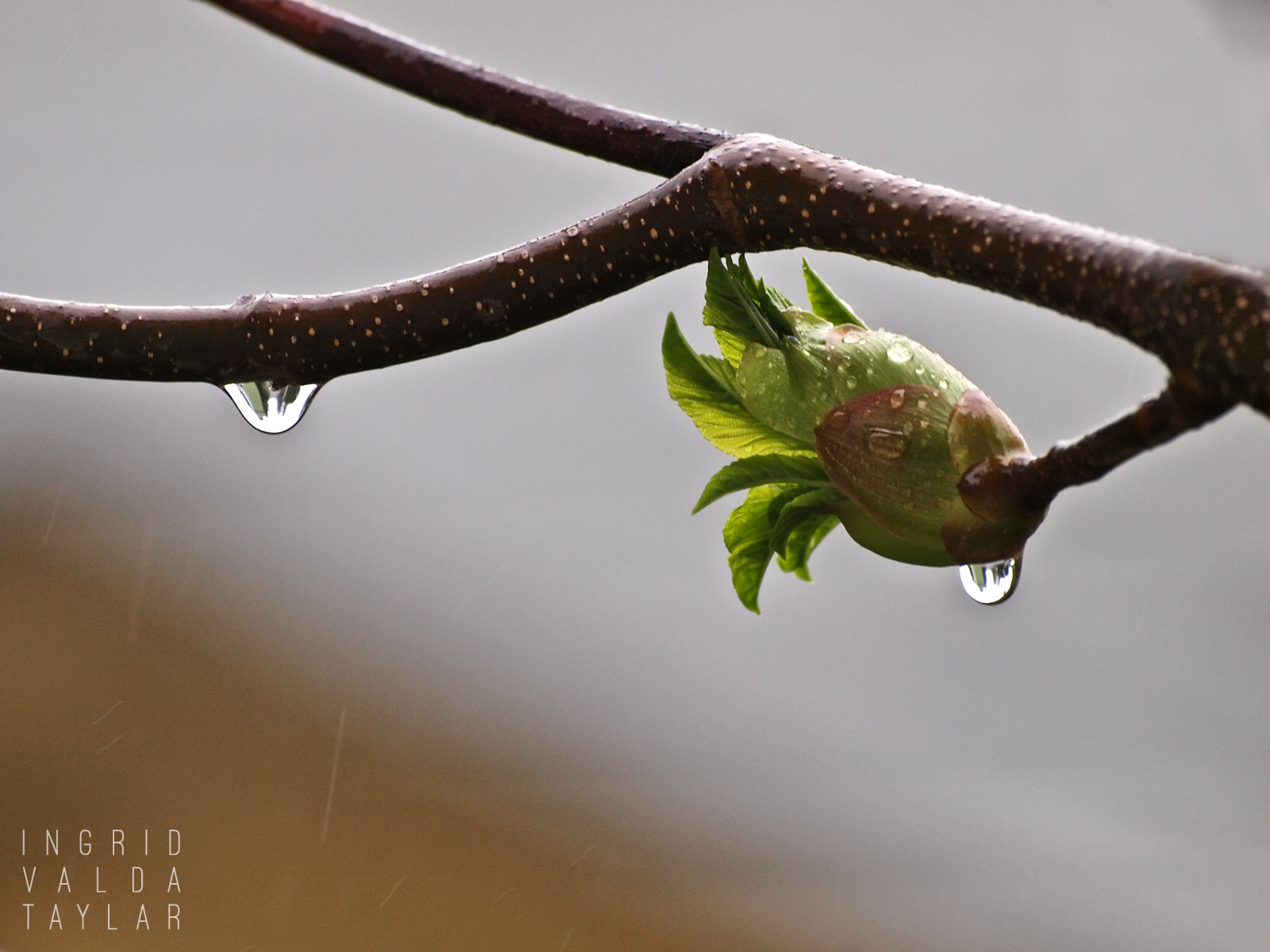 California Buckeye Bud in Rain