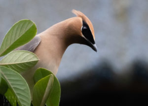 Cedar Waxwing in Profile