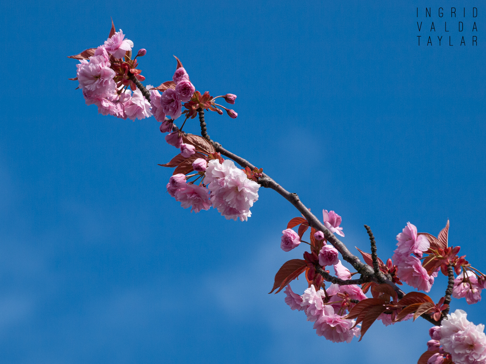 Cherry Blossoms on Blue Sky
