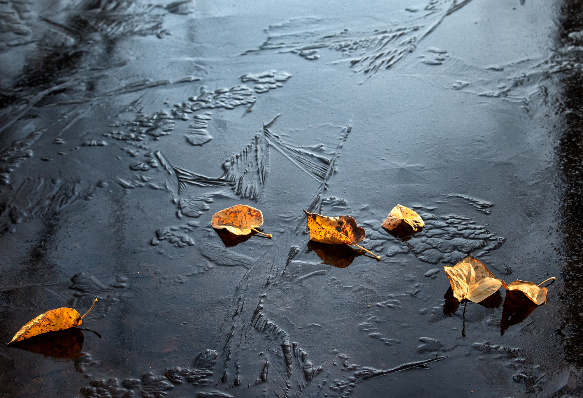 Fall Leaves on Frozen Pond