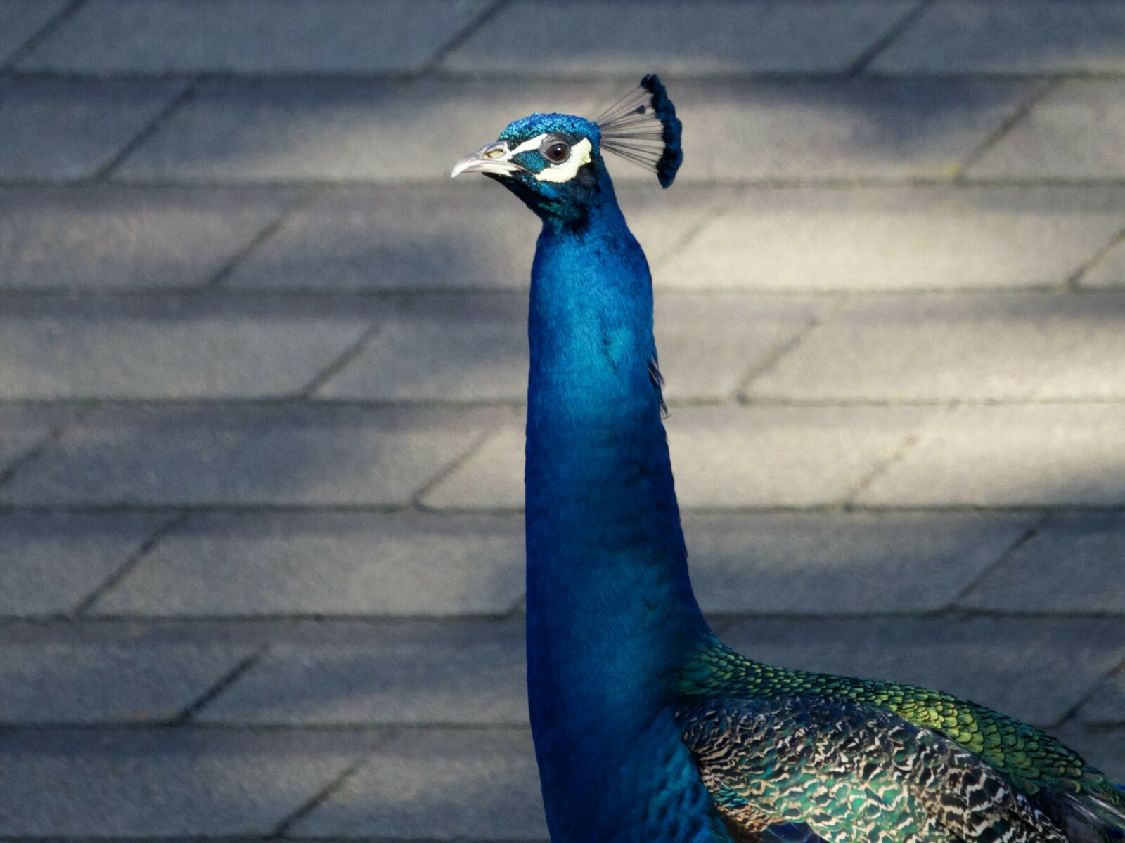 Peacock on Rooftop