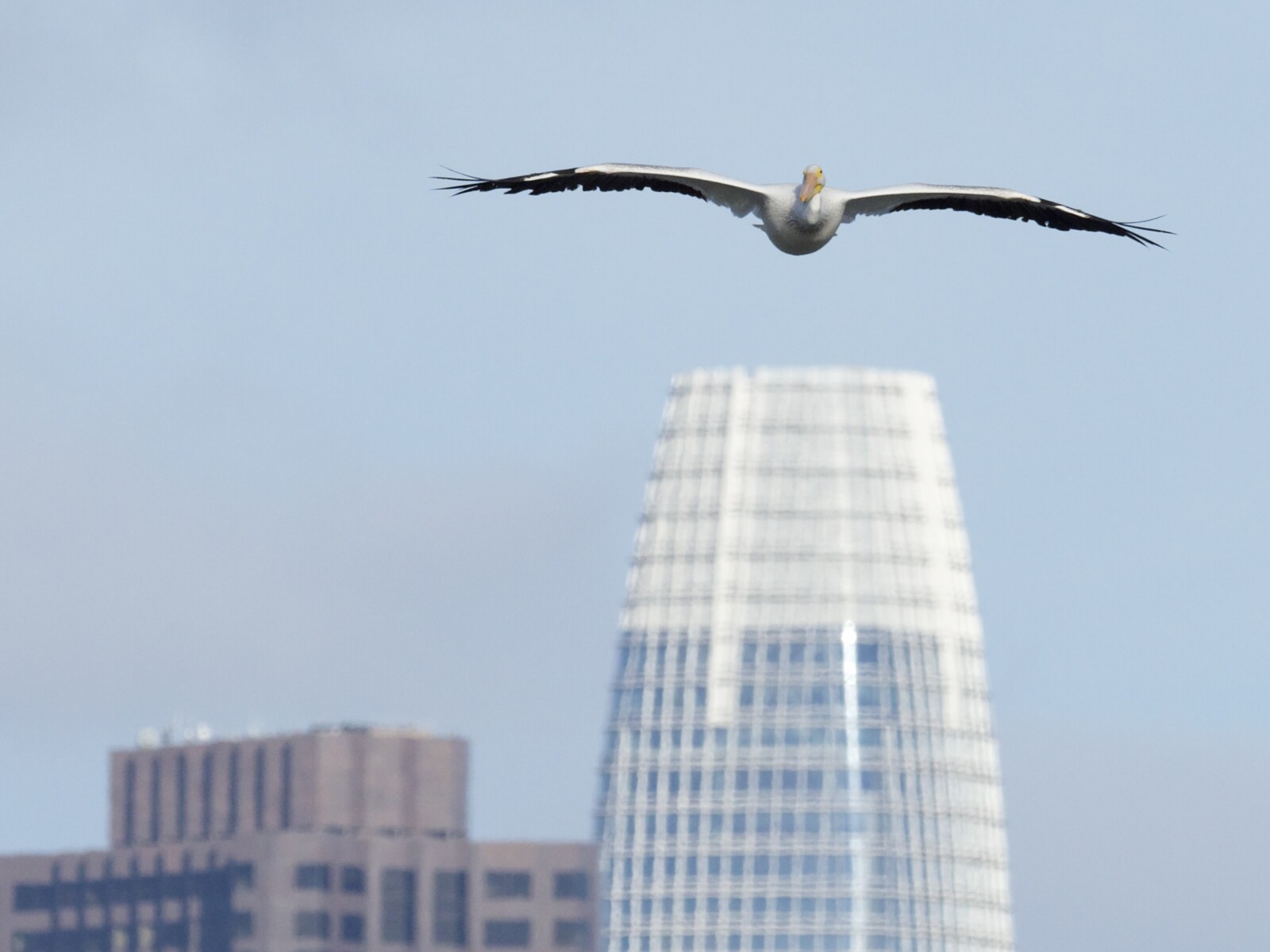 American White Pelican Flying Over Salesforce Tower