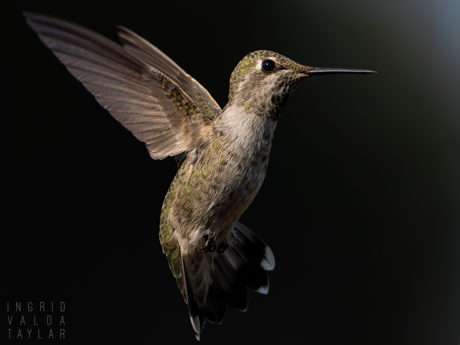 Female Anna's Hummingbird Hovering
