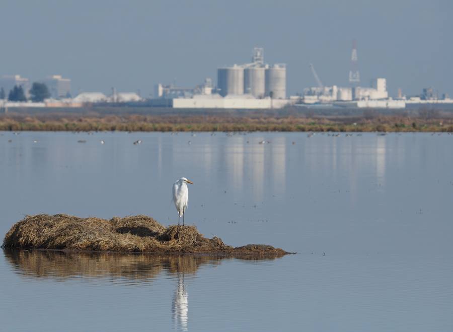 Great Egret with Industrial Background